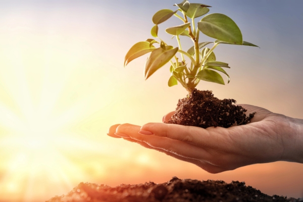 person holding soil with sprout with sunrise in the background depicting environmental benefits