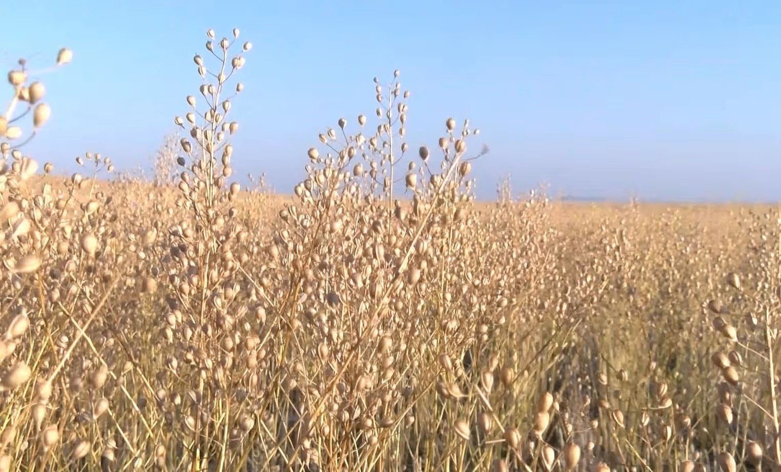 Camelina