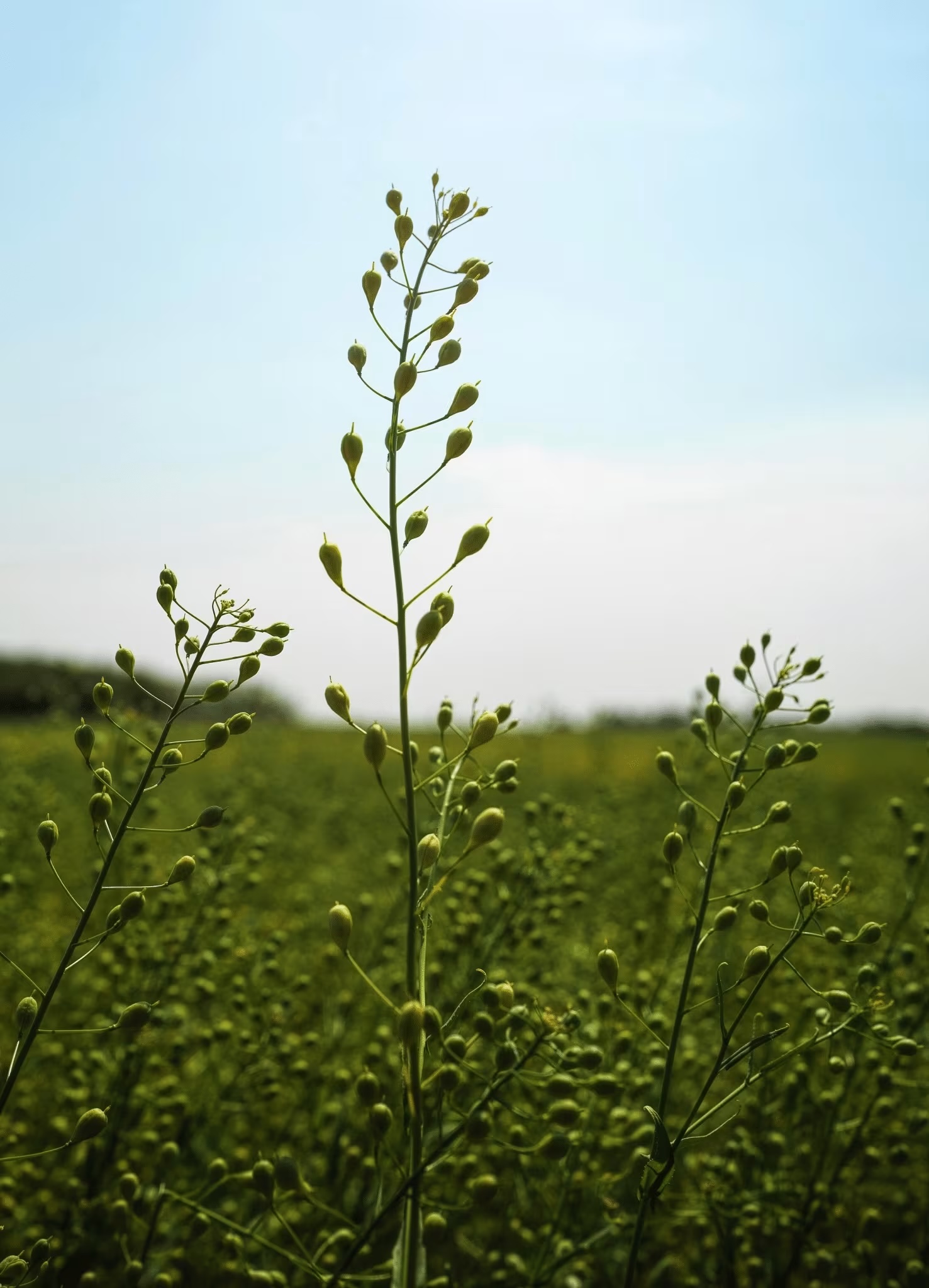 Camelina green